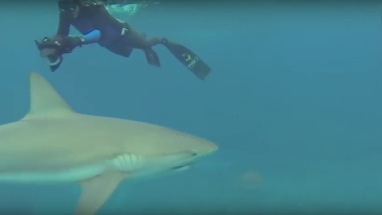 Caribbean Reef Shark Dive